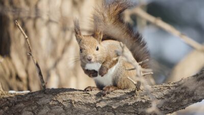 Considering Urbanization and Biodiversity: The Strong Impact on Wildlife. What is the Future of Hokkaido’s Isolated Ezo Squirrels in Urban Areas?