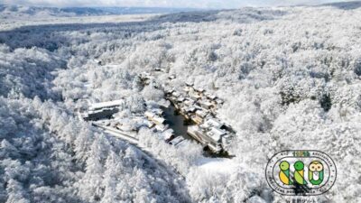 Explore the Harmony Between Bears, Humans, and the Forest: Embark on a Winter Nature Tour