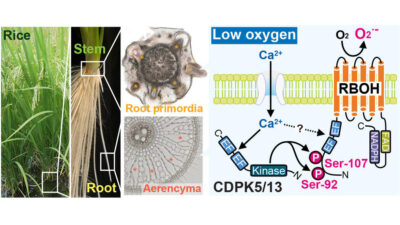 【GOOD NEWS】New Mechanism for Root Formation in Rice Unveiled to Enhance Moisture Resistance