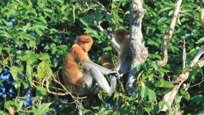 Saraya’s Vision for a Sustainable Future with a Three-Pillar Focus on Environmental Conservation, Education, and Marine Protection in Borneo