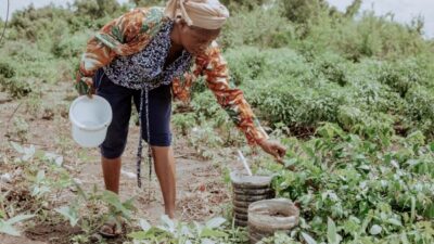【レインフォレスト・アライアンス認証】“実務で回す”責任ある調達の標準化——BSIが最終章を公開