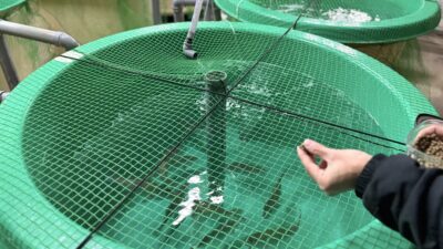 【魚粉の時代に代替線】ミールワームが養殖の“ボトルネック”を溶かすか——DNP×フィード・ワン×愛媛大学