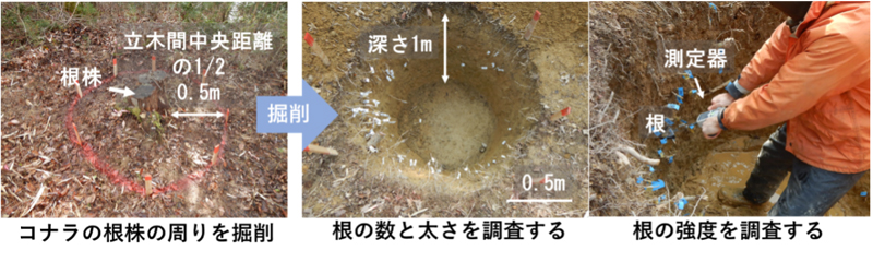 コナラ根株の掘削、根の分布調査、根の引き抜き試験の三つの写真