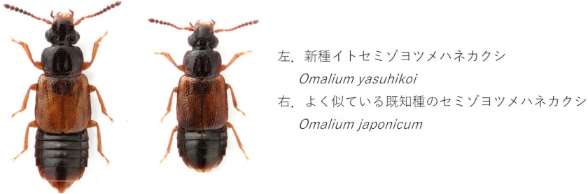 イトセミゾヨツメハネカクシとセミゾヨツメハネカクシを並べた比較図