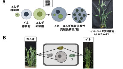 世界初！コムギにイネの遺伝子資源を導入することに成功‼︎