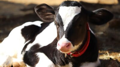 [Meiji × Hokkaido University × Farmnote] Sustainable Dairy Farming Starting with Calf Health