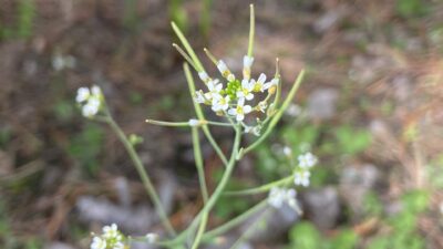 【GREAT NEWS!!】Discovery of Plant Self-Healing Mechanism—New Gene At2-MMP Found to Control Cell Proliferation