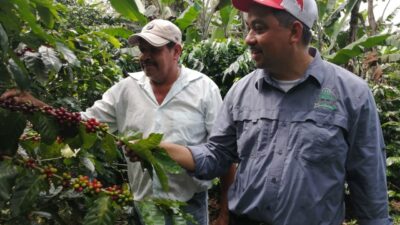 世界初、リジェネラティブ・オーガニック認証を取得したコーヒー「LATIN AMERICA – Nicaragua SACACLI Cooperative」が発売開始