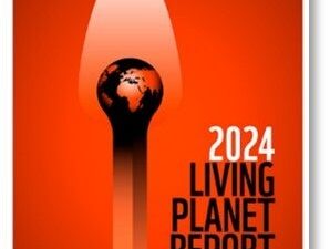 『生きている地球レポート2024』発表：自然と生物多様性が過去50年間で73％減少