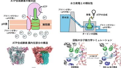 水素イオンが生む回転の謎を解明――ATP合成酵素の新たな構造的洞察