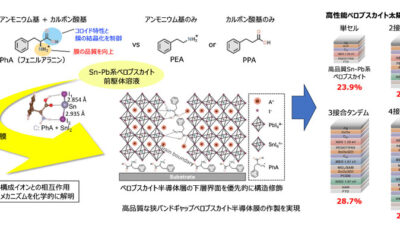 世界初、スズを含むペロブスカイト半導体の界面構造制御法を確立 〜多接合型太陽電池の高性能化を実現〜