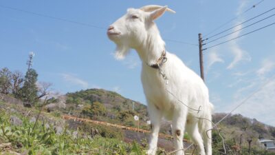 「耕さず、放棄せず」ヤギによる農地管理モデルが始動。