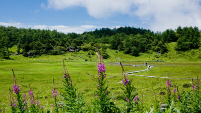 7月は、天空のお花畑「池の平湿原」で、高山植物を堪能する。