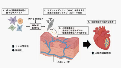 【心臓の自己修復】“炎症を味方に”——虚血性心不全を変える可能性、名古屋大学×LYMPHOGENiXの新機序