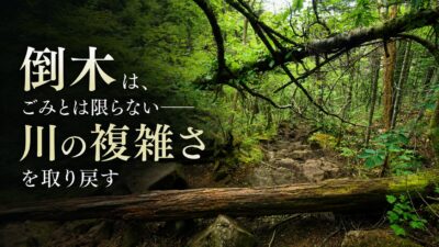 【自然に任せる修理技術】倒木は、ごみとは限らない——川の複雑さを取り戻す――北海道・ブトカマベツ川、10kmに631本の倒木が語ること