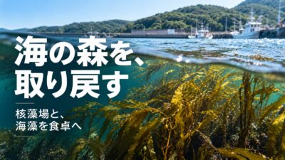 【海の森を、つくって・育てて・食べて直す】全国5漁港で「核藻場」を造成、持続には課題も　NEDO・KAISO BANKの藻場造成と、海藻を食卓へ回す「SEA VEGETABLE CYCLE」